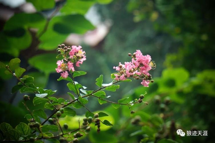 农历中国 | 七月二十 · 紫薇盛开_夏末秋