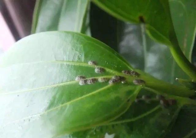 植物叶背和叶芽处长满白色絮状物,那就是烦人的吹棉介壳虫