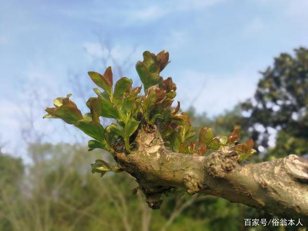 野生紫微树种植多久才发芽(紫薇树苗易成活吗)