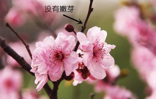 与李花的区别:梨花更大,更丰满. 与白色樱花的区别:花瓣无豁口.