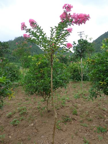 贵州遵义红花紫薇,百日红大树,盆景,盆栽