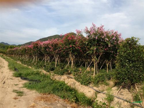 紫微(老品种10至15公分)基地_种植厂家_产地报价单_杭州萧山宁围镇