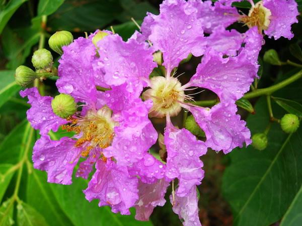 ①大花紫薇的养殖方法 大花紫薇和紫薇花区别②郁金香什么时候开花