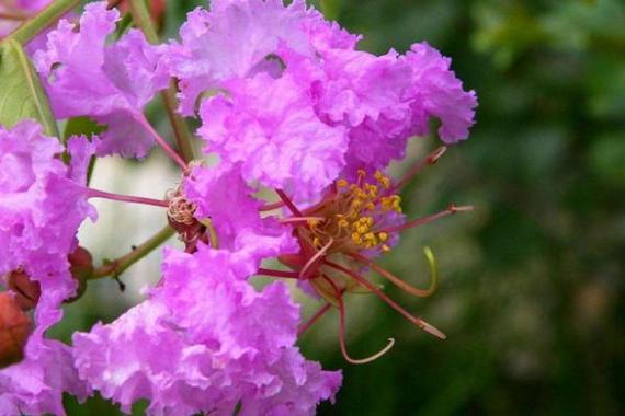 紫薇花的繁殖方法有哪些