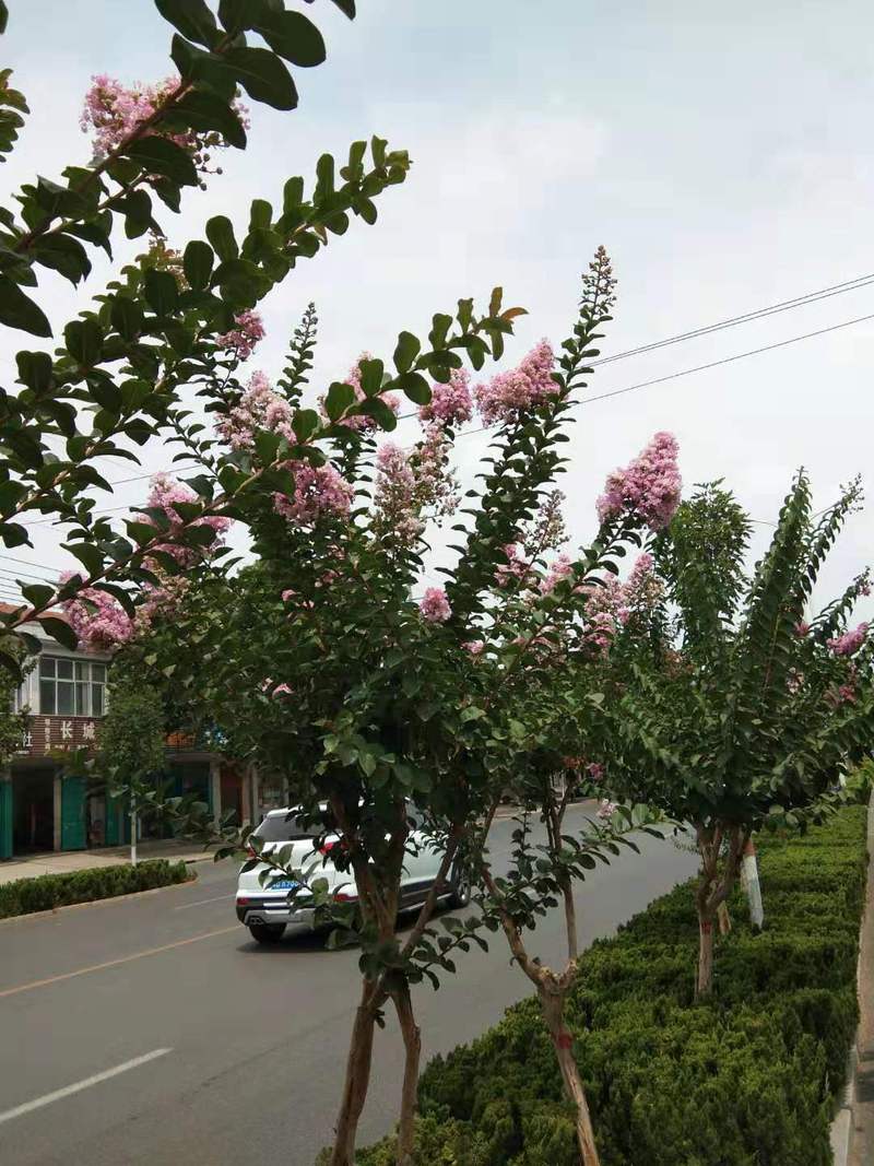 远比光秃秃的要好看的多,这也是农村现在人居环境建设的一道风景线