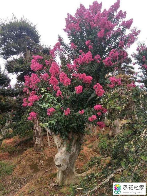 紫薇能嫁接月季花吗