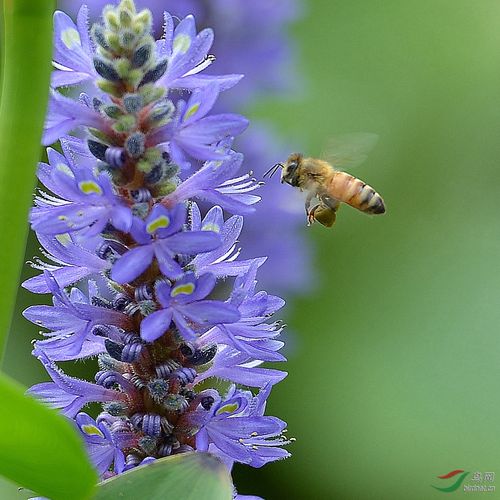 蜜蜂--采蜜