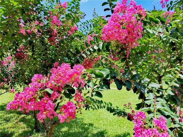 家里有院子,种棵紫薇花树,花色艳丽,花期长