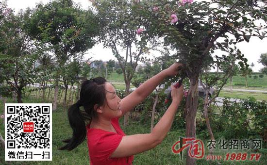 紫薇不同季节修剪方法