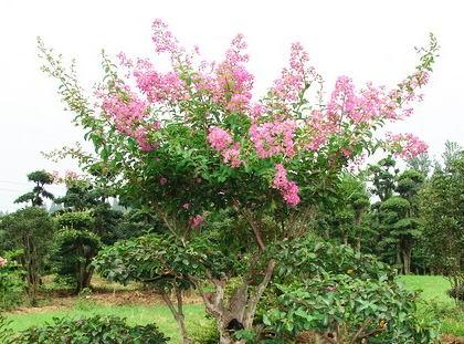 江苏红花紫薇小苗基地分析紫薇叶子出现斑点原因