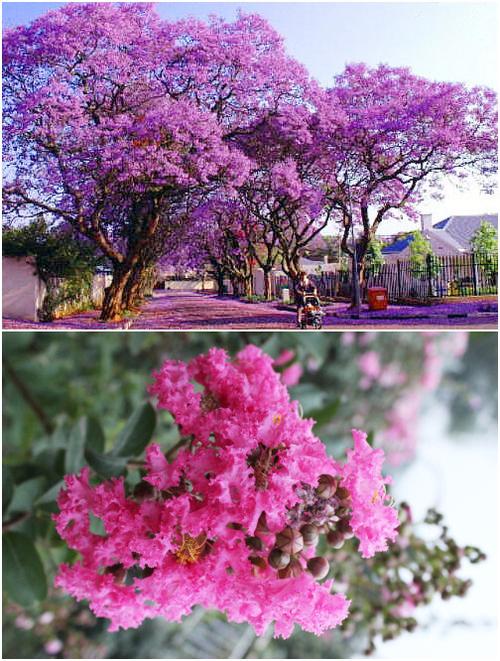 紫薇树姿优美,树干光滑洁净,花色艳丽;开 花时正当夏秋504_666竖版 竖