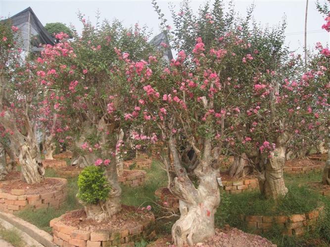 湖南紫薇,湖南紫薇,湖南嫁接紫微,8cm