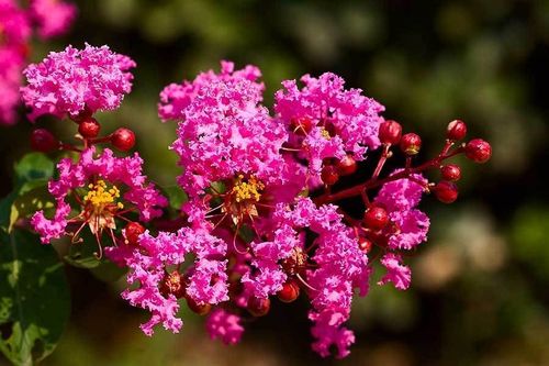 独坐黄昏谁是伴,紫薇花对紫微郎. 2.