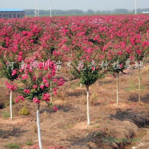 绿化苗木 乔灌木 > 详细信息       基地,树形好,现场挖树,紫薇上车