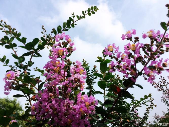 瑞虎5x与紫薇花一样都是那样美丽,你的精神更值得赞叹!