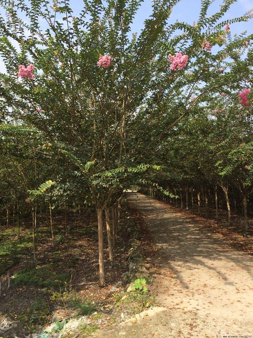 成都红花紫薇,成都红花紫薇价格,成都红花紫薇基地