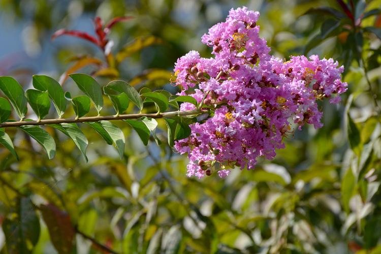 紫薇花图片 花卉,鲜花,花朵,紫薇, _ 紫薇花[图片专辑] _ 图片网