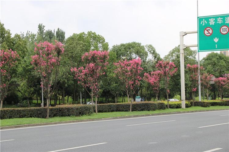 园林园艺 观花指南   市区道路,绿地: 通祠路,高升桥路,府城大道,蜀龙