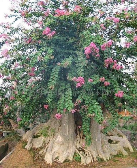 紫微花树桩能嫁接月季花吗 在桃树上可以嫁接月季吗-卜安居