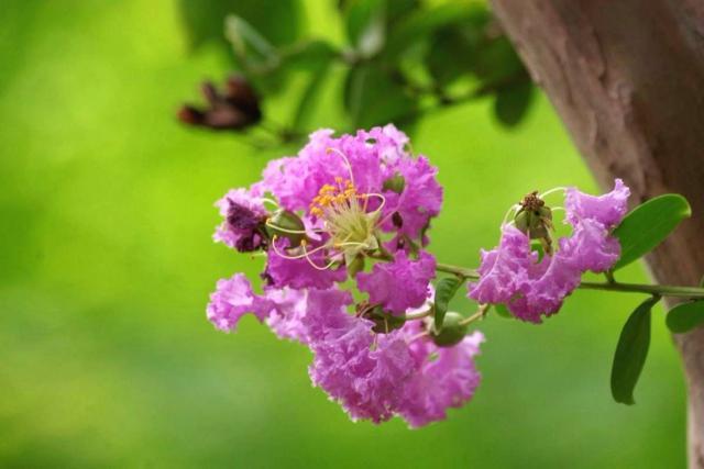 人的命运与花有关吗?唐代三位诗人同题写紫薇花,让人唏嘘不已
