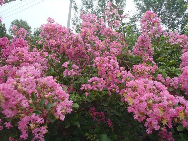 紫薇花是一种被广泛种植的观花树种,为安阳市,徐州市,襄阳市和海宁市