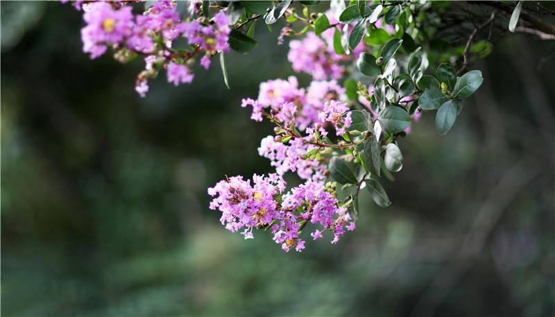 在家看天下·每日一景丨东台西溪:紫微花开天仙缘