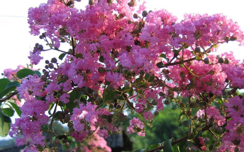 紫薇树开花