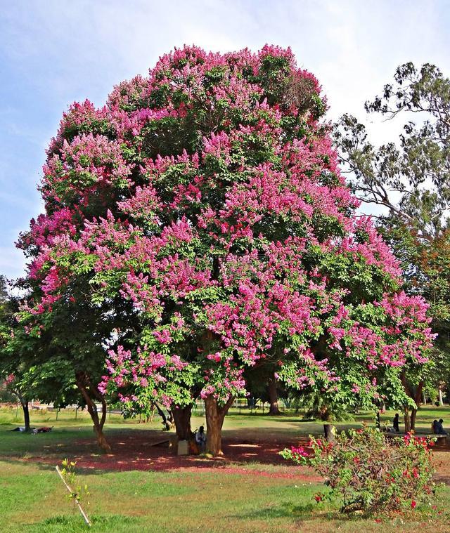 精品花卉:紫薇树,优雅大气,值得入手