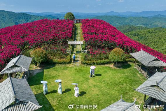 怀化洪江市黔城镇板桥村水源山,游客在紫薇花海中游玩