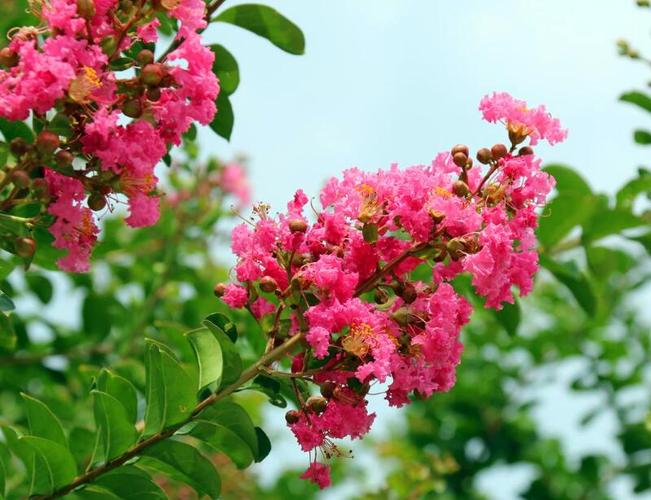 高度在7米左右,开花时间是六月份到九月份,紫薇花价格根据大小和品种