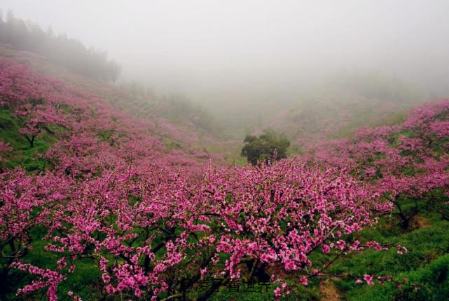 缘来龙共桃花林今生今世桃花源(最美春天)