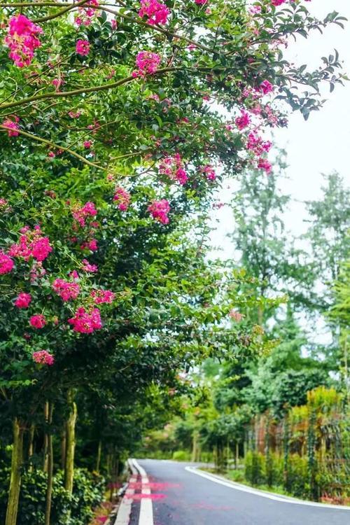 「温江紫薇花海」邂逅千亩紫薇花海