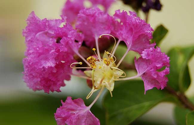 紫薇花的繁殖方法