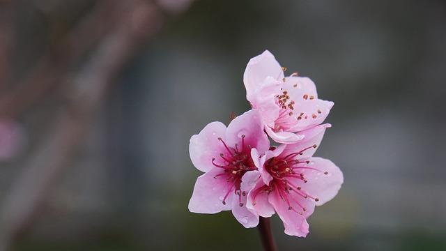 紫微斗数教你看清自己的正桃花和野桃花指数