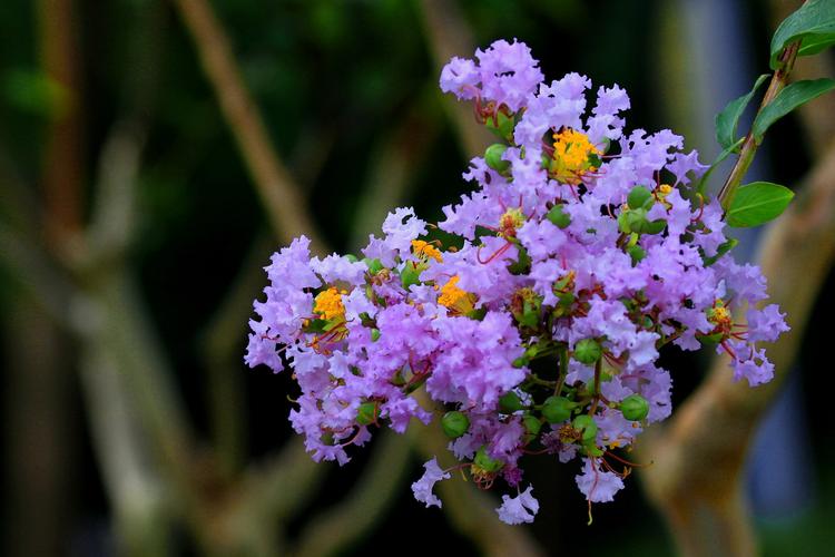 紫薇花为千屈菜科植物紫薇的花.