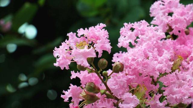 独坐黄昏谁是伴,紫薇花对紫微郎.读紫薇古诗,领略诗人心境