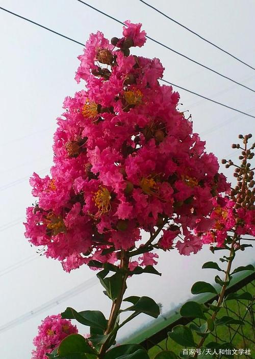 紫薇花令人沉醉,让人着迷,紫薇花的美,惊艳到我了