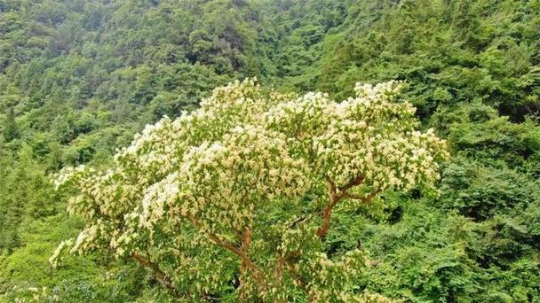 梵净山,又叫九龙山,为武陵山脉主峰,位于贵州铜仁市