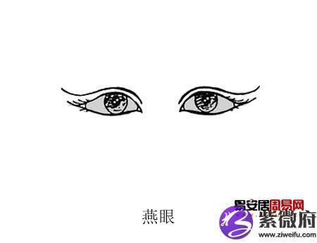 女人眼睛看相算命图解-紫微府