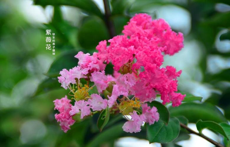叶对生,花色艳丽,有红色,紫色,白色,粉红色等多种颜色,花期长,从6月