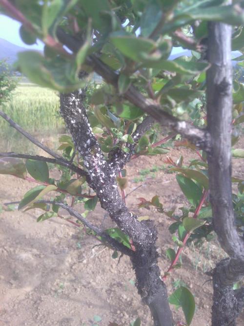 紫薇树树干上有大量虫卵,不知是何种虫卵,另外,请问如何防治?