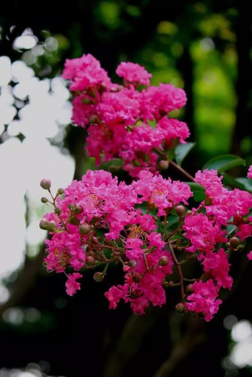 紫薇花花期介绍紫薇花花期是什么时候