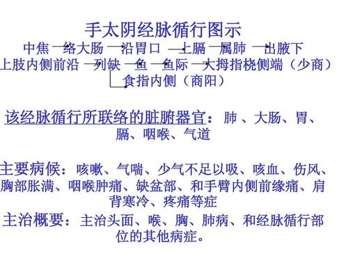 手太阴经脉循行图示 中焦 络大肠 沿胃口 上膈 属肺 出腋下 大拇指