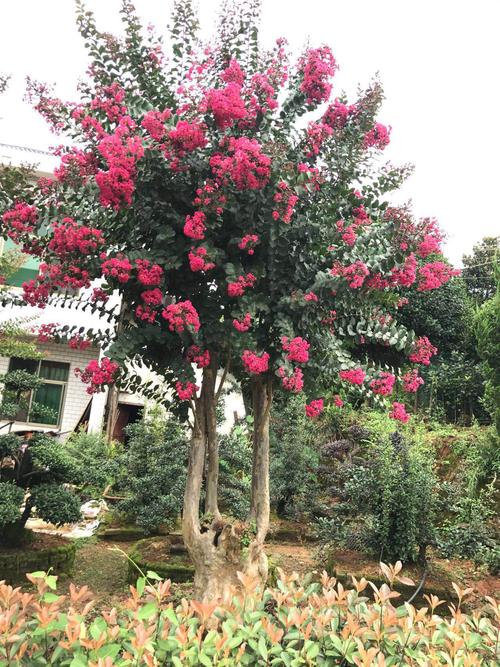 苗圃基地批发造型紫薇树桩 紫薇桩景观树 30公分紫薇桩风景树